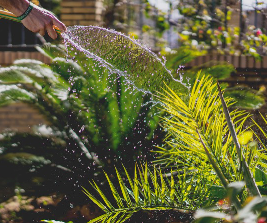 Hand einer Person, die einen Gartenschlauch hält und damit Pflanzen bewässert.
