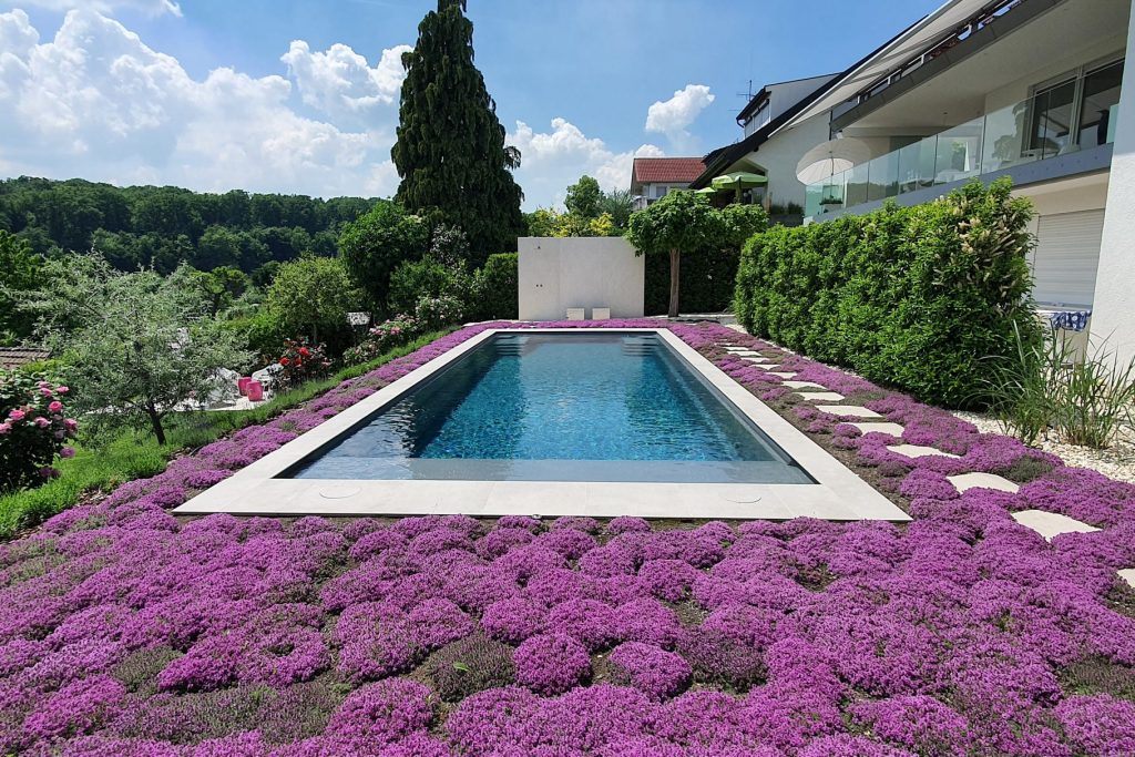 Pool umgeben von blühendem lila Lavendel.